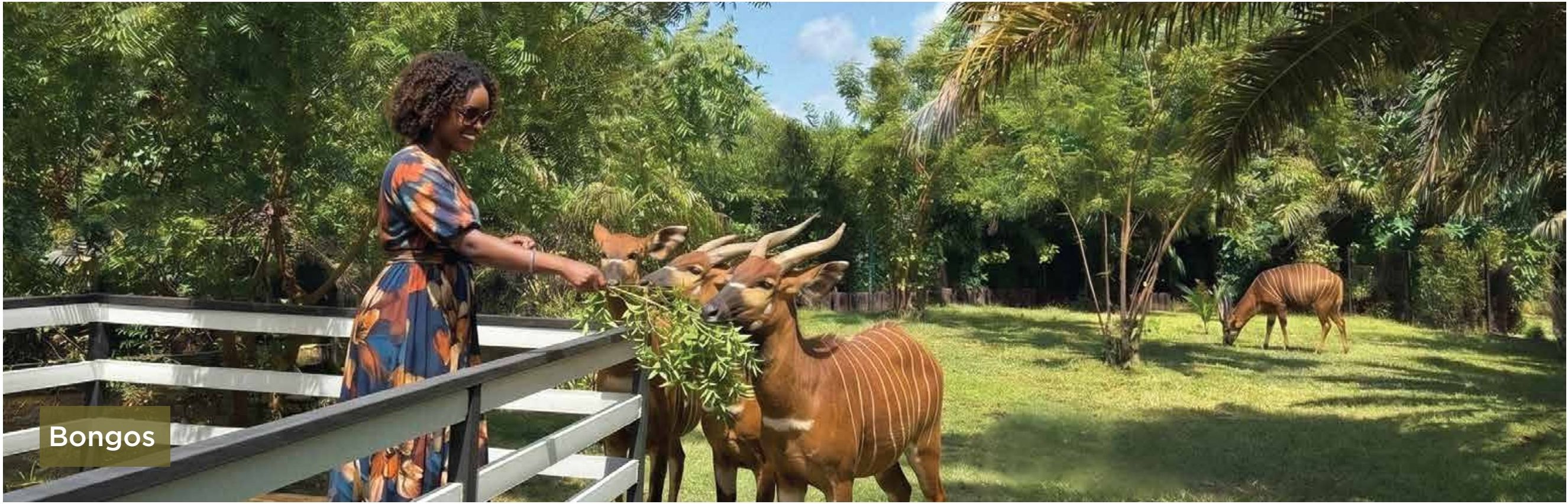 Bongos