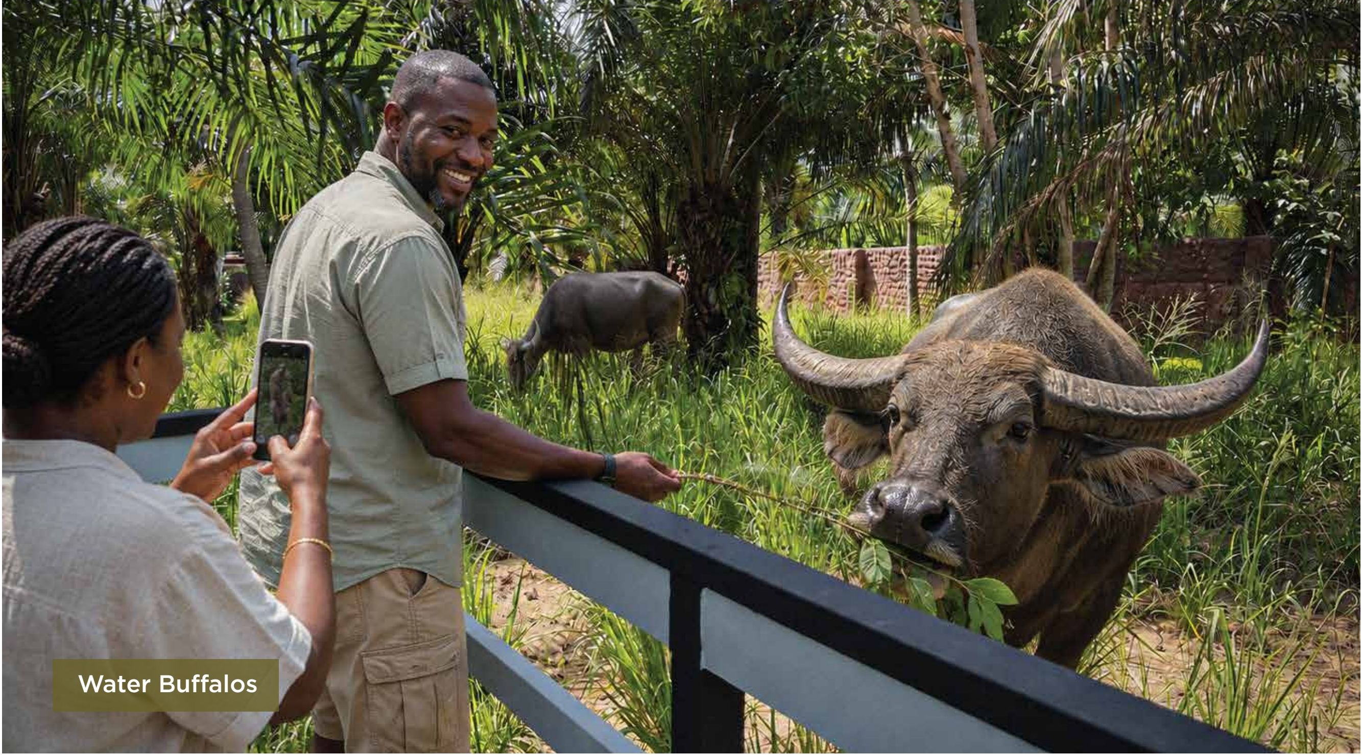 Water Buffalos