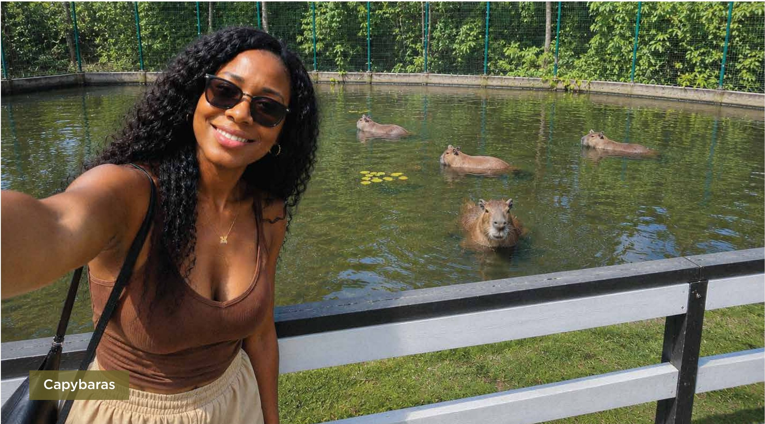 Capybaras