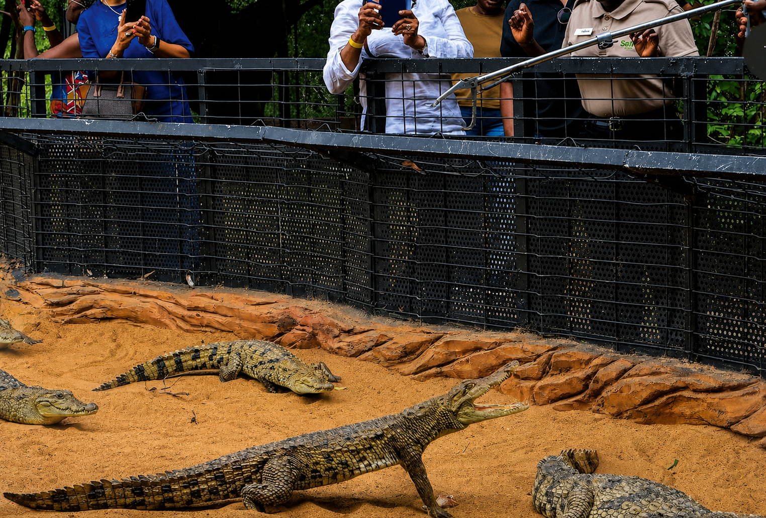 African Dwarf Crocodile