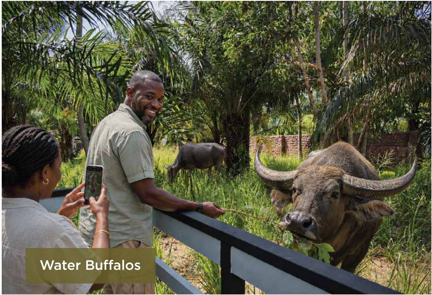 Water Buffalos