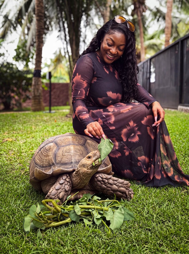 Spurred Tortoise