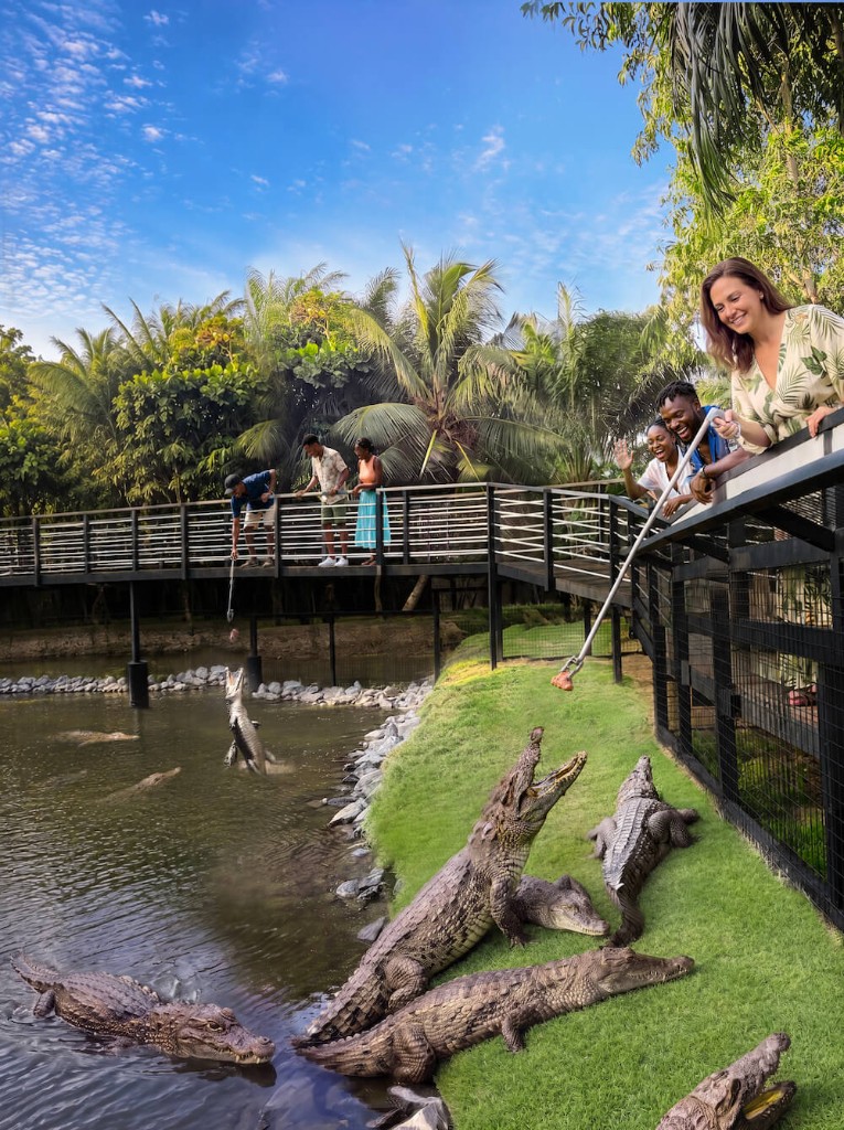 Dwarf Crocodiles