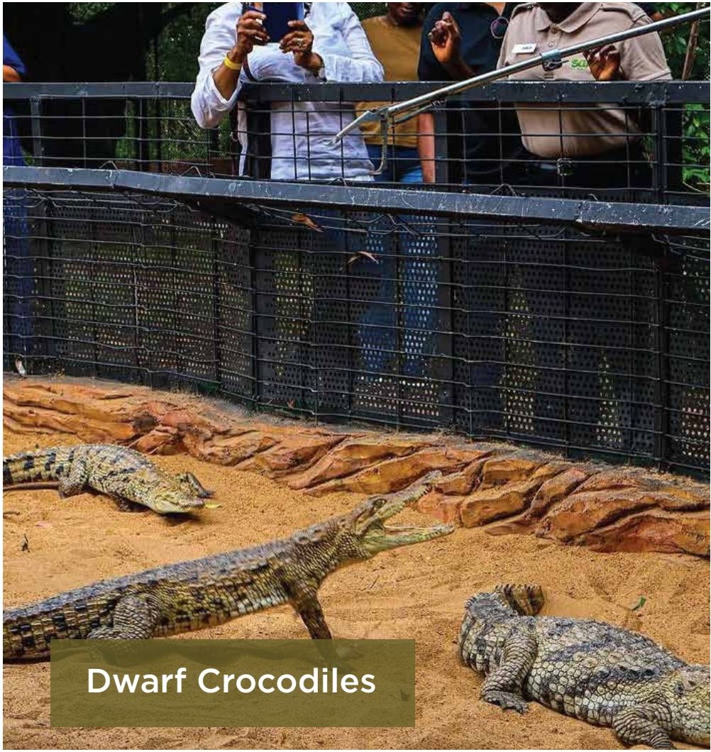Dwarf Crocodiles