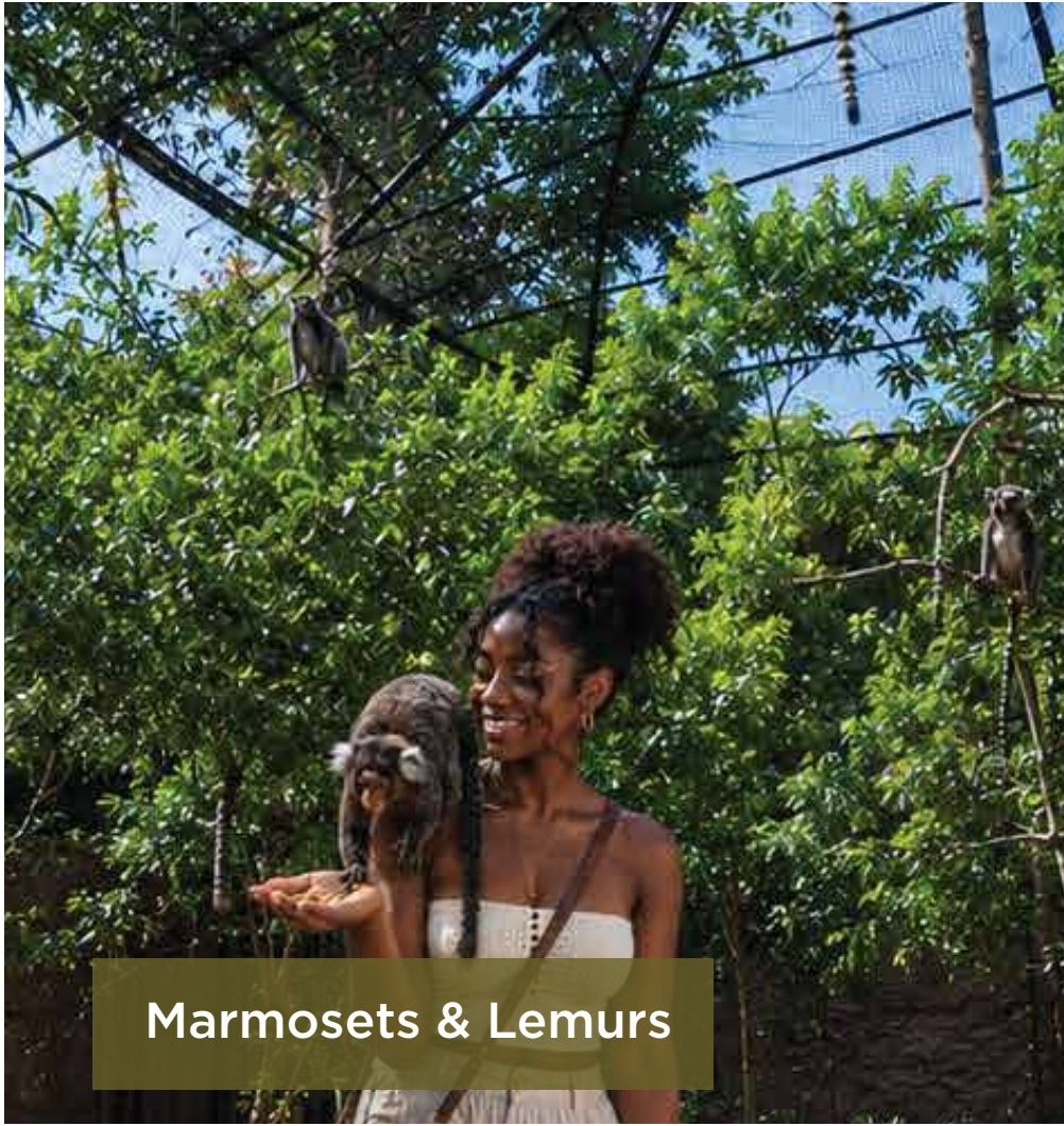 Marmosets & Lemurs